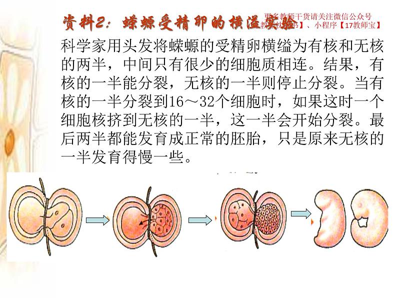 3.3 细胞核的结构和功能课件PPT第5页