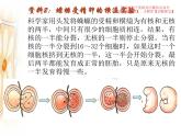 3.3 细胞核的结构和功能课件PPT