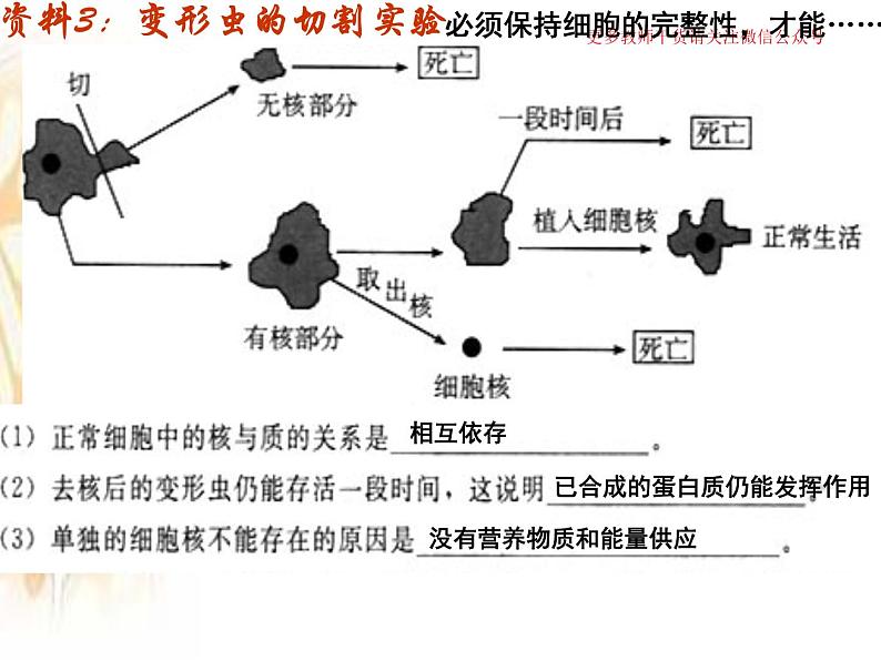 3.3 细胞核的结构和功能课件PPT第7页