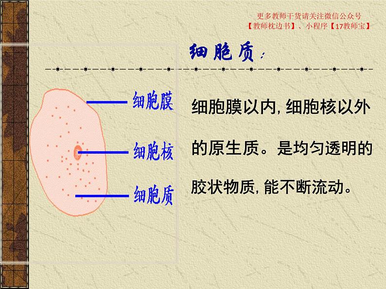 3.2 细胞器之间的分工合作课件PPT第2页