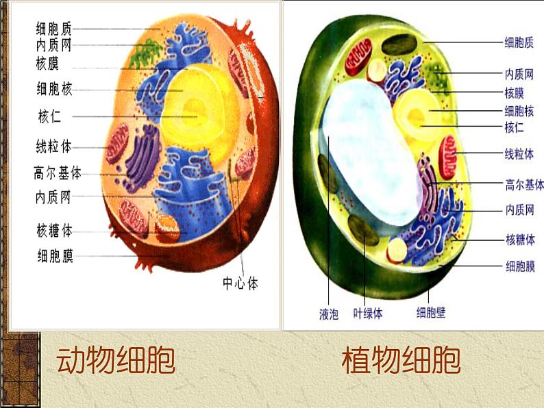 3.2 细胞器之间的分工合作课件PPT第3页