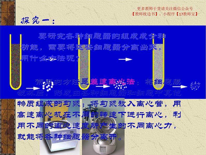 3.2 细胞器之间的分工合作课件PPT第5页