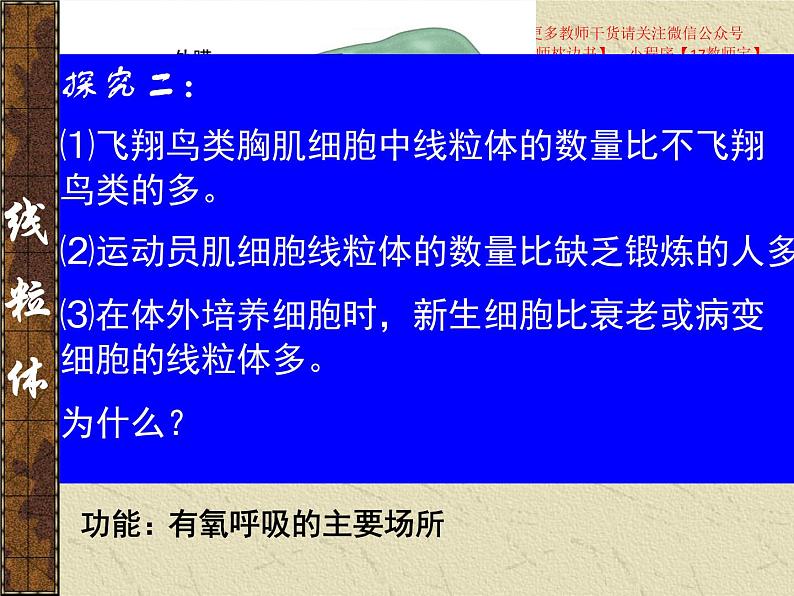 3.2 细胞器之间的分工合作课件PPT第6页