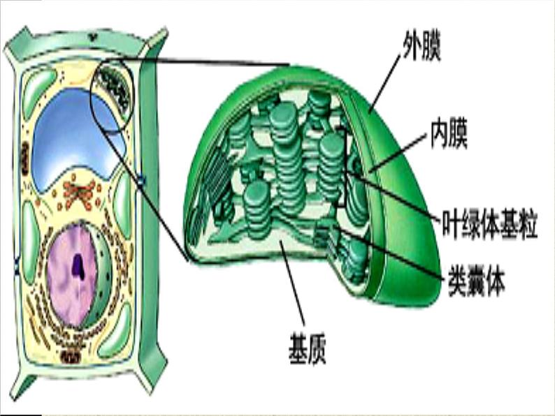 3.2 细胞器之间的分工合作课件PPT第8页