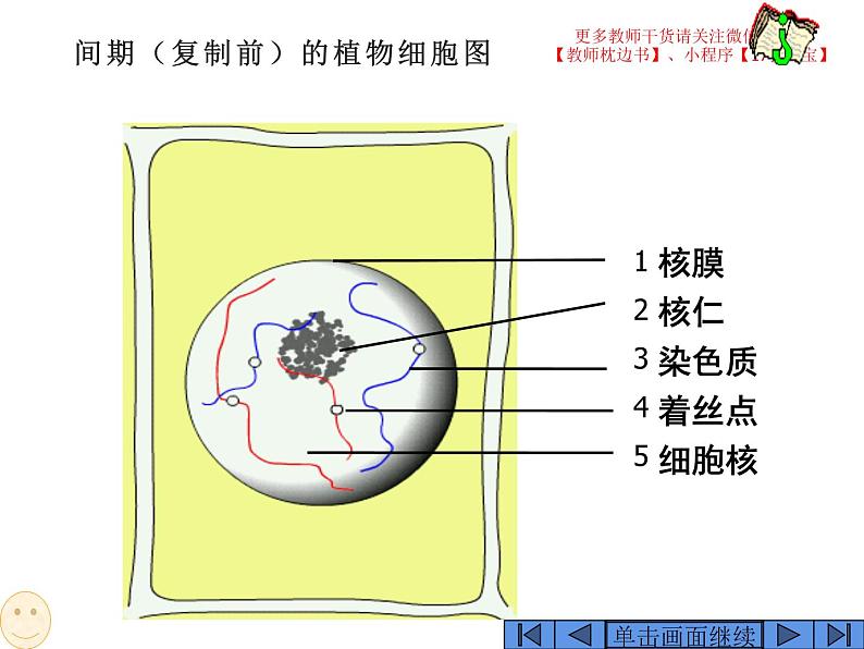 6.1 细胞的增殖课件PPT04