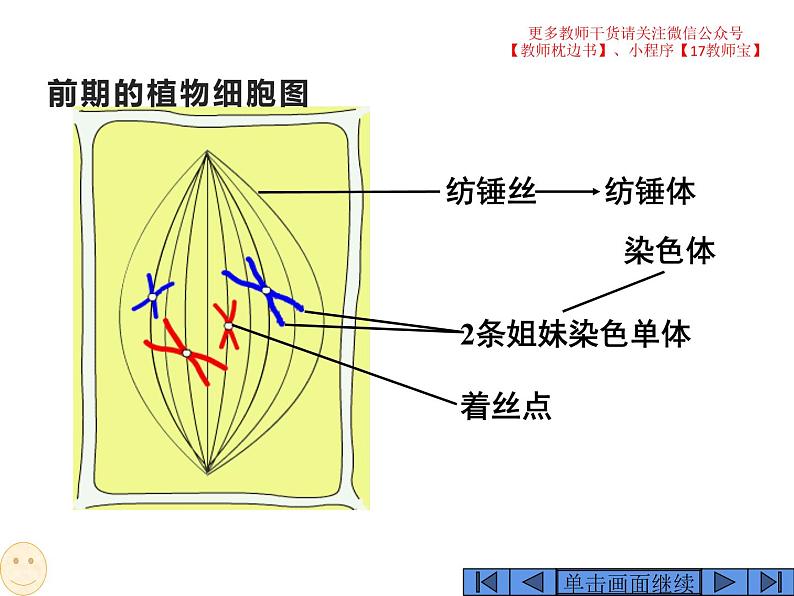 6.1 细胞的增殖课件PPT05