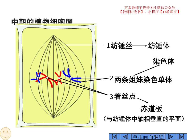 6.1 细胞的增殖课件PPT06