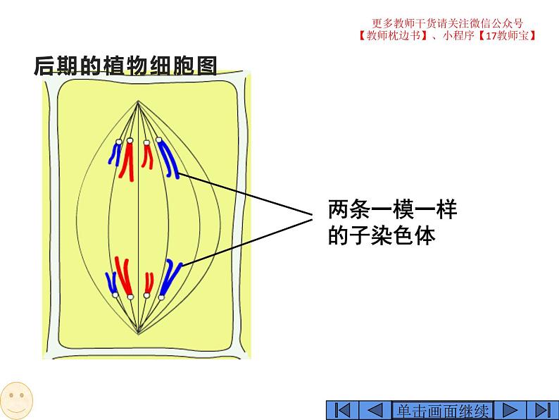 6.1 细胞的增殖课件PPT07