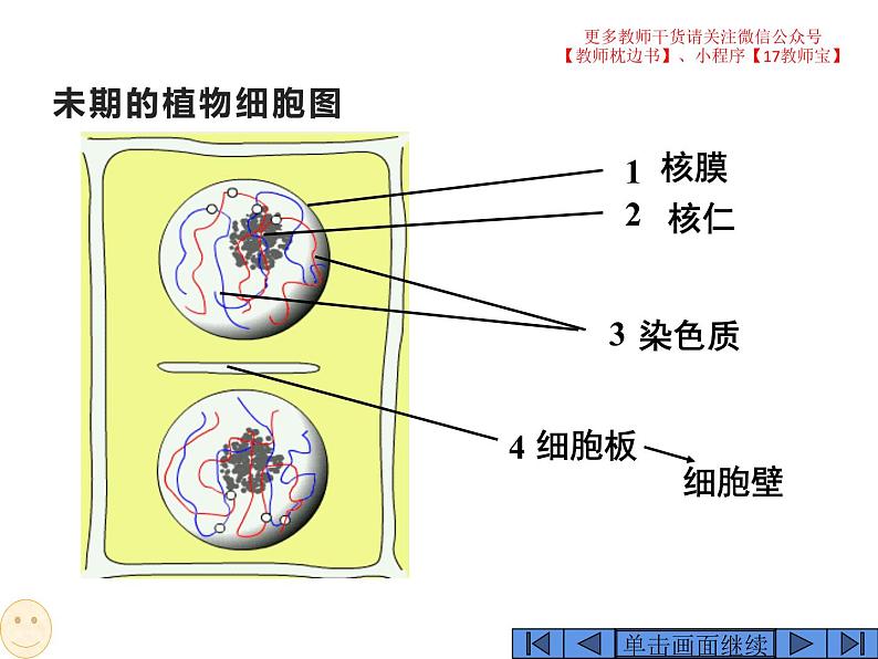 6.1 细胞的增殖课件PPT08