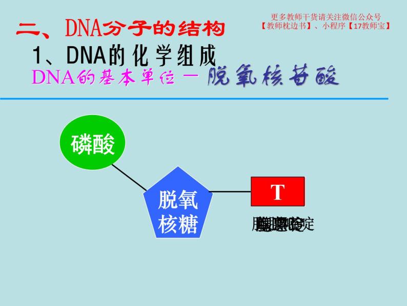 3.2  DNA的结构课件PPT07