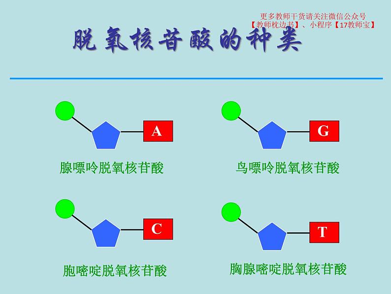 3.2  DNA的结构课件PPT第8页