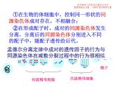 2.2 基因在染色体上课件PPT