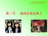 2.2 基因在染色体上课件PPT