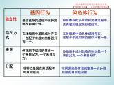 2.2 基因在染色体上课件PPT