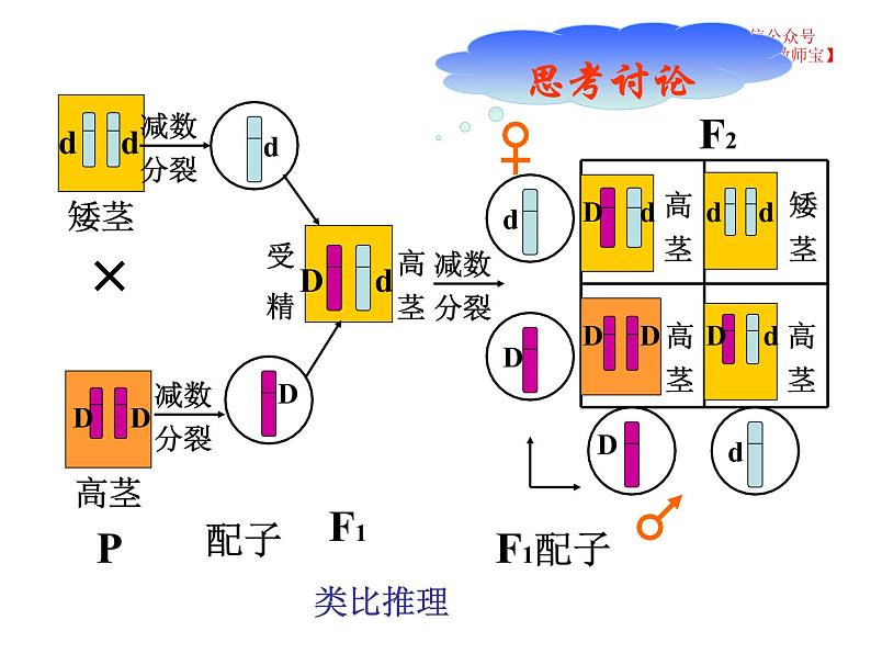 2.2 基因在染色体上课件PPT第6页