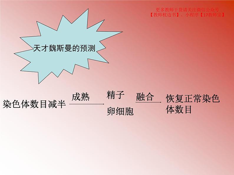 2.1.1减数分裂课件PPT第4页