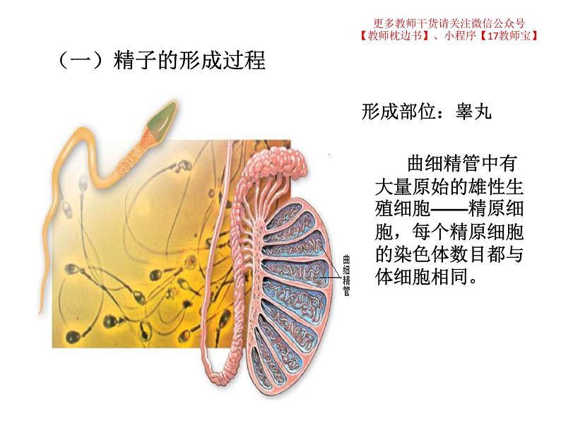 2.1.1减数分裂课件PPT第6页