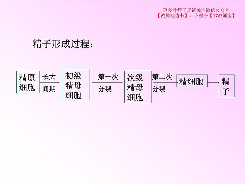 2.1.1减数分裂课件PPT第7页
