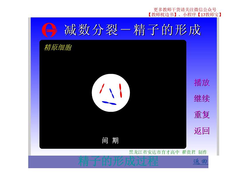 2.1.1减数分裂课件PPT第8页