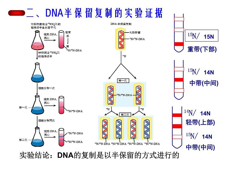 3.3 DNA的复制课件PPT第6页