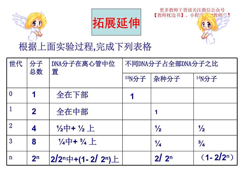 3.3 DNA的复制课件PPT第8页