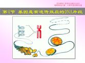 3.4 基因通常是有遗传效应的DNA片段课件PPT