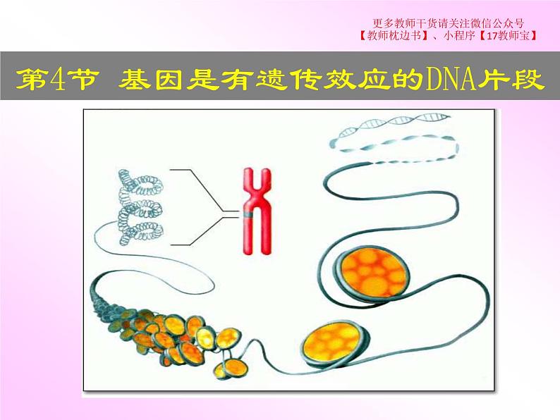 3.4 基因通常是有遗传效应的DNA片段课件PPT第1页