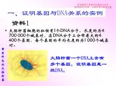3.4 基因通常是有遗传效应的DNA片段课件PPT