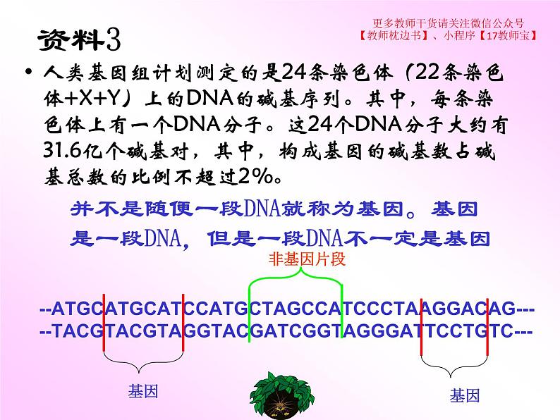 3.4 基因通常是有遗传效应的DNA片段课件PPT第4页