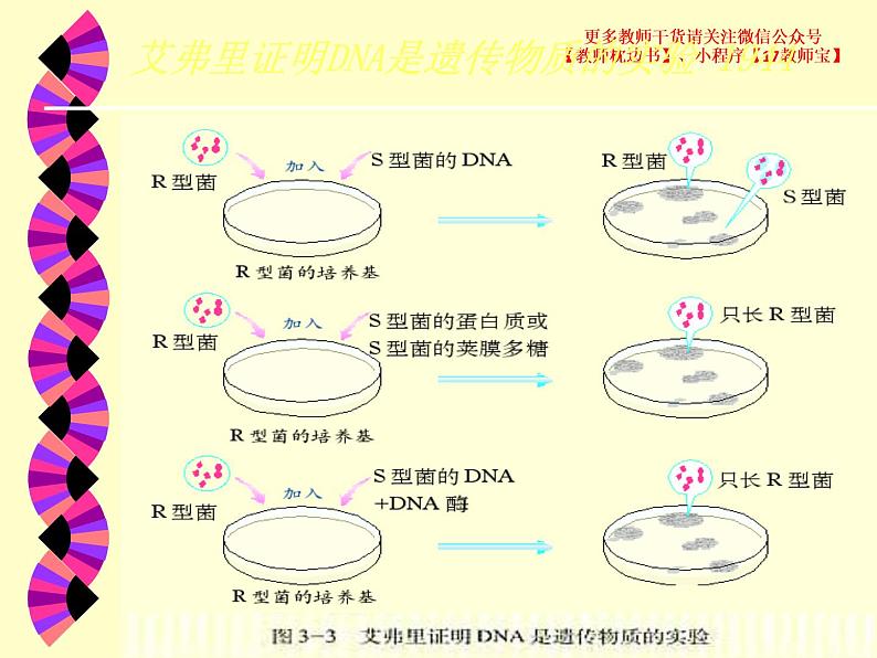 3.1 DNA是主要的遗传物质课件PPT第5页