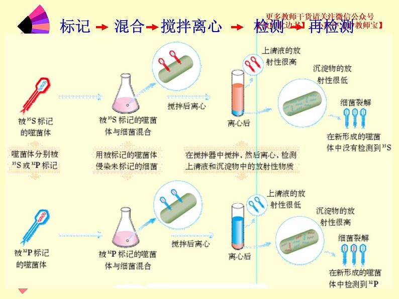 3.1 DNA是主要的遗传物质课件PPT第8页