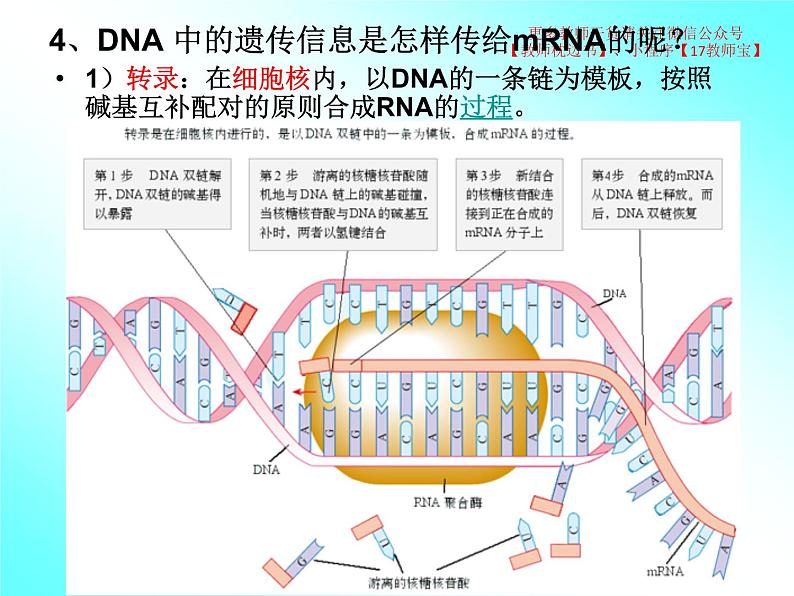 4.1 基因指导蛋白质的合成课件PPT第7页