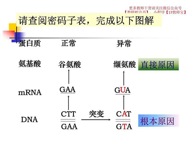 5.1 基因突变和基因重组课件PPT07