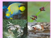 6.4 协同进化与生物多样性的形成课件PPT
