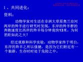 6.4 协同进化与生物多样性的形成课件PPT