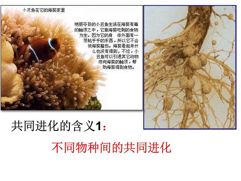 6.4 协同进化与生物多样性的形成课件PPT07