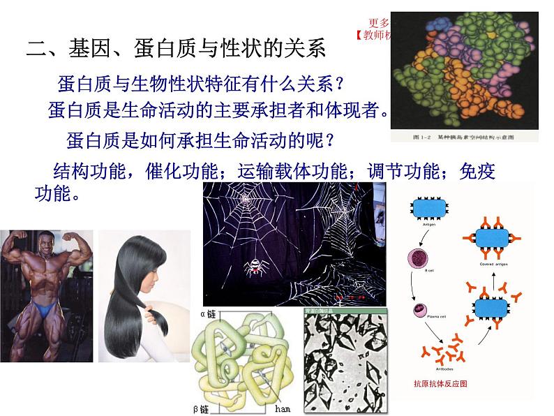 4.2 基因表达与性状的关系课件PPT第6页