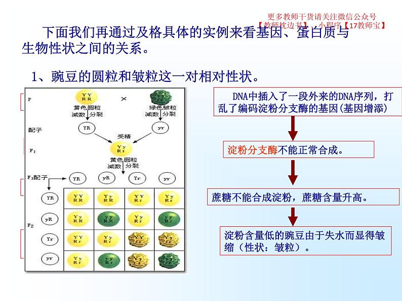 4.2 基因表达与性状的关系课件PPT第7页