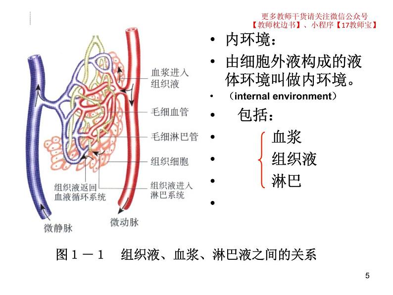 选修1 1.1细胞生活的环境课件PPT05