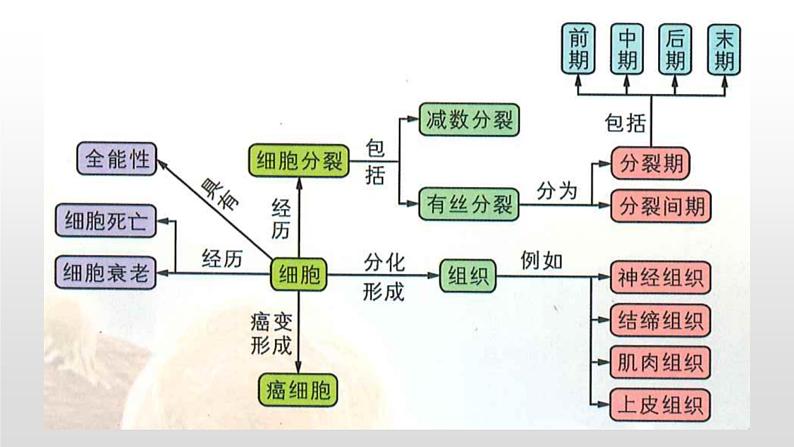 学考复习7细胞的增殖 课件【新教材】2022届浙江高考生物学考复习（浙科版（2019））第6页