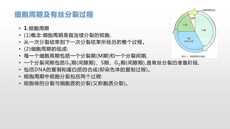 学考复习7细胞的增殖 课件【新教材】2022届浙江高考生物学考复习（浙科版（2019））第7页