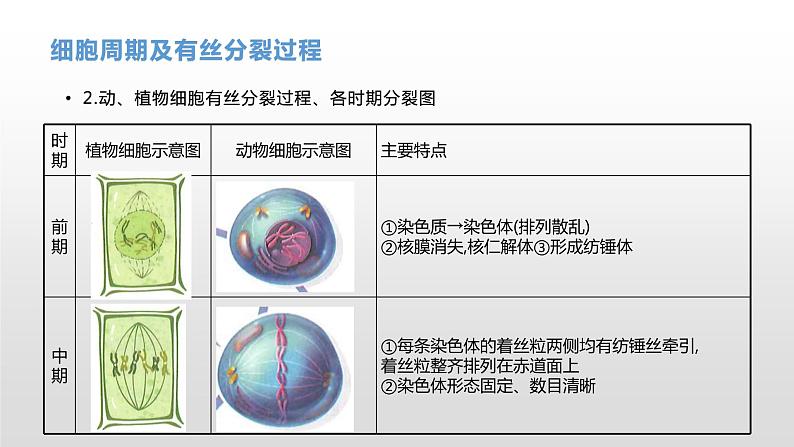 学考复习7细胞的增殖 课件【新教材】2022届浙江高考生物学考复习（浙科版（2019））第8页