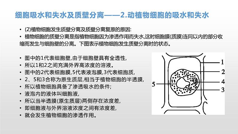 学考复习4物质出入细胞的方式 课件【新教材】2022届浙江高考生物学考复习（浙科版（2019））第7页