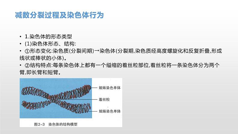 学考复习9减数分裂与受精作用(含遗传的染色体学说) 课件【新教材】2022届浙江高考生物学考复习（浙科版（2019））第3页