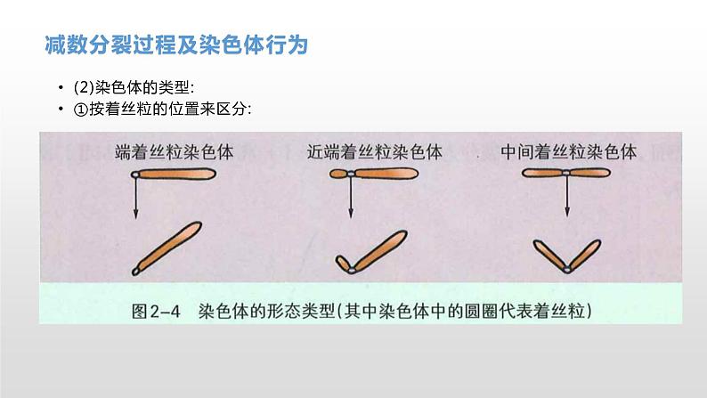 学考复习9减数分裂与受精作用(含遗传的染色体学说) 课件【新教材】2022届浙江高考生物学考复习（浙科版（2019））第4页