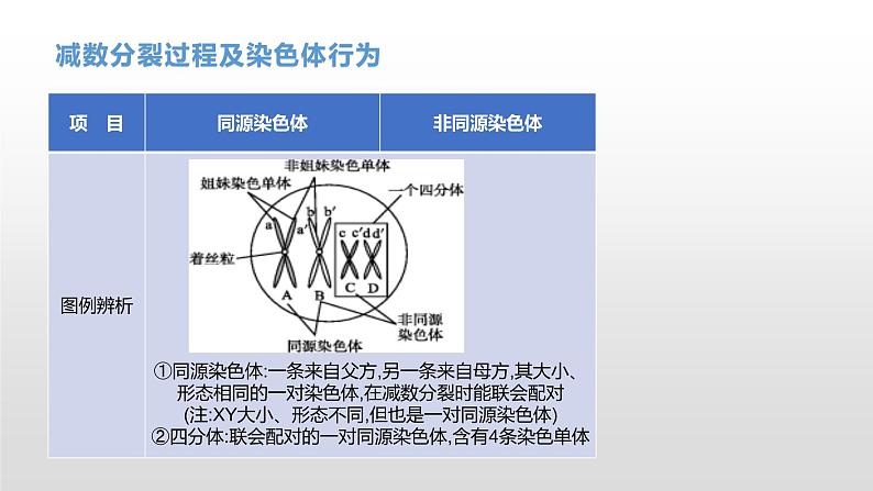 学考复习9减数分裂与受精作用(含遗传的染色体学说) 课件【新教材】2022届浙江高考生物学考复习（浙科版（2019））第7页