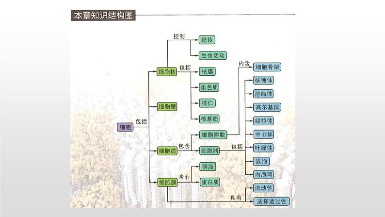 学考复习2细胞的结构 课件【新教材】2022届浙江高考生物学考复习（浙科版（2019））第5页