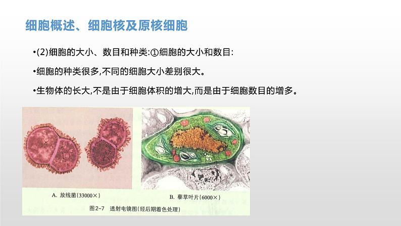 学考复习2细胞的结构 课件【新教材】2022届浙江高考生物学考复习（浙科版（2019））第7页