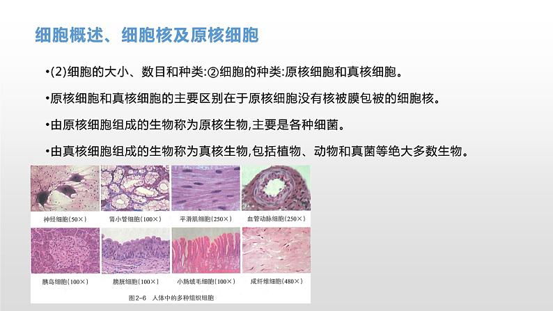 学考复习2细胞的结构 课件【新教材】2022届浙江高考生物学考复习（浙科版（2019））第8页