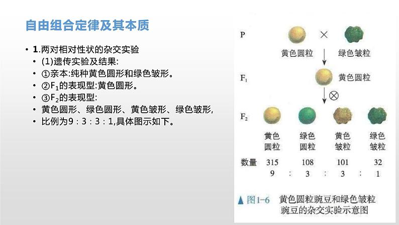 学考复习11自由组合 课件【新教材】2022届浙江高考生物学考复习（浙科版（2019））第5页